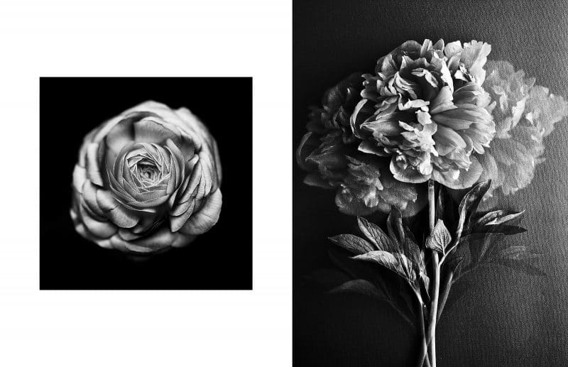 Blumen in Schwarzweiß. Rose. Pfingstrosen.